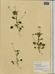 Viola arvensis Murray, Eastern Europe, Volga-Kama region (E7) (Russia)