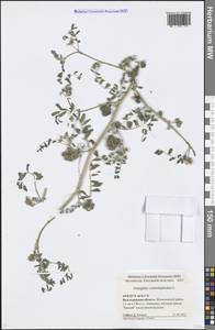 Astragalus contortuplicatus L., Eastern Europe, Lower Volga region (E9) (Russia)