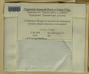 Plagiomnium drummondii (Bruch & Schimp.) T.J. Kop., Bryophytes, Bryophytes - Permsky Krai, Udmurt Republic, Sverdlovsk & Kirov Oblasts (B8) (Russia)