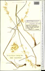 Arrhenatherum elatius (L.) P.Beauv. ex J.Presl & C.Presl, Caucasus, Armenia (K5) (Armenia)