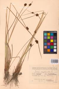 Juncus conglomeratus L., Eastern Europe, Western region (E3) (Russia)