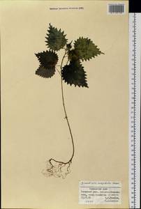 Girardinia diversifolia subsp. suborbiculata (C. J. Chen) C. J. Chen & Friis, Siberia, Russian Far East (S6) (Russia)