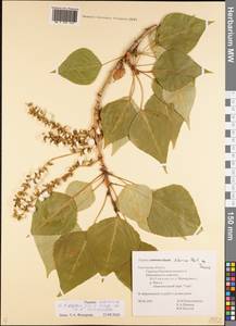 Populus tremuloides Michx., Eastern Europe, Central region (E4) (Russia)