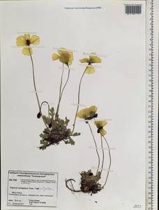 Papaver variegatum Tolm., Siberia, Central Siberia (S3) (Russia)