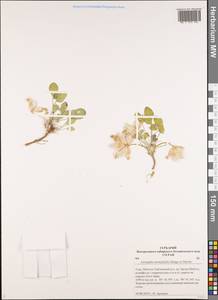 Astragalus monophyllus Bunge ex Maxim, Siberia, Altai & Sayany Mountains (S2) (Russia)