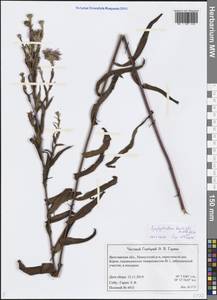 Symphyotrichum laeve (L.) Á. Löve & D. Löve, Eastern Europe, Central forest region (E5) (Russia)