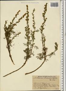 Artemisia chamaemelifolia Vill., Caucasus, Armenia (K5) (Armenia)