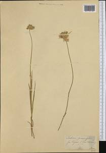 Lomelosia graminifolia (L.) Greuter & Burdet, Western Europe (EUR) (Switzerland)