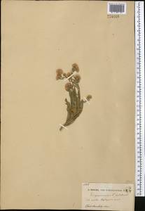 Erigeron podolicus Besser, Middle Asia, Middle Asia (no precise locality) (M0) (Not classified)