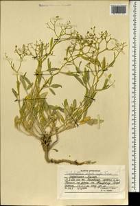 Haplophyllum alberti-regelii Korovin, South Asia, South Asia (Asia outside ex-Soviet states and Mongolia) (ASIA) (Afghanistan)