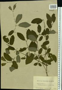 Lonicera xylosteum L., Eastern Europe, Central forest region (E5) (Russia)