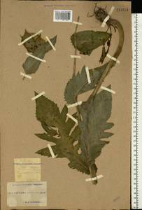 Cirsium oleraceum (L.) Scop., Eastern Europe, South Ukrainian region (E12) (Ukraine)