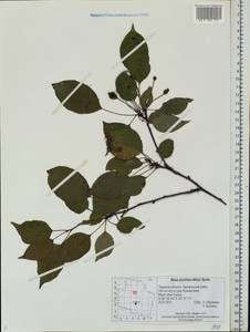 Malus prunifolia (Willd.) Borkh., Eastern Europe, North-Western region (E2) (Russia)