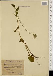 Lactuca racemosa Willd., Caucasus, Stavropol Krai, Karachay-Cherkessia & Kabardino-Balkaria (K1b) (Russia)