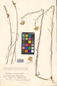 Erysimum diffusum Ehrh., Eastern Europe, Lower Volga region (E9) (Russia)