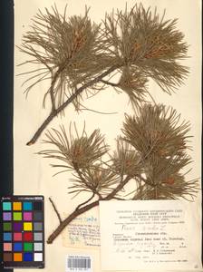 Pinus cembra L., Eastern Europe, West Ukrainian region (E13) (Ukraine)