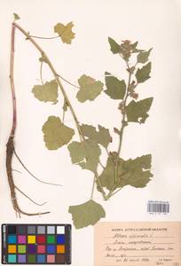 Althaea officinalis L., Eastern Europe, Lower Volga region (E9) (Russia)