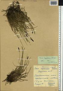 Carex bigelowii subsp. dacica (Heuff.) T.V.Egorova, Siberia, Yakutia (S5) (Russia)