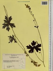 Aconitum ranunculoides subsp. ajanense (Steinb.) Vorosch., Siberia, Russian Far East (S6) (Russia)