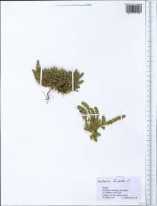 Valantia hispida L., South Asia, South Asia (Asia outside ex-Soviet states and Mongolia) (ASIA) (Israel)