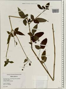 Bidens pilosa L., South Asia, South Asia (Asia outside ex-Soviet states and Mongolia) (ASIA) (Vietnam)