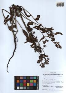 Lycopsis arvensis L., Siberia, Altai & Sayany Mountains (S2) (Russia)
