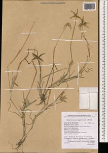Dactyloctenium aegyptium (L.) Willd., South Asia, South Asia (Asia outside ex-Soviet states and Mongolia) (ASIA) (Israel)