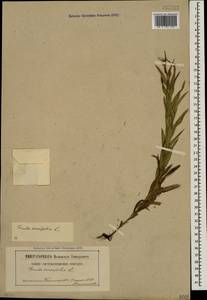 Pentanema ensifolium (L.) D. Gut. Larr., Santos-Vicente, Anderb., E. Rico & M. M. Mart. Ort., Caucasus, Stavropol Krai, Karachay-Cherkessia & Kabardino-Balkaria (K1b) (Russia)