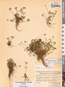 Chrysosplenium wrightii subsp. saxatile (Khokhr.) Vorosch., Siberia, Chukotka & Kamchatka (S7) (Russia)