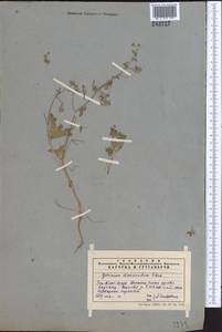 Geranium divaricatum Ehrh., Middle Asia, Western Tian Shan & Karatau (M3) (Kazakhstan)