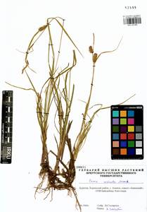 Carex vesicata Meinsh., Siberia, Baikal & Transbaikal region (S4) (Russia)