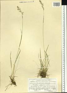 Trisetum altaicum Roshev., Siberia, Altai & Sayany Mountains (S2) (Russia)