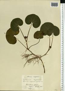 Asarum europaeum L., Eastern Europe, Moscow region (E4a) (Russia)