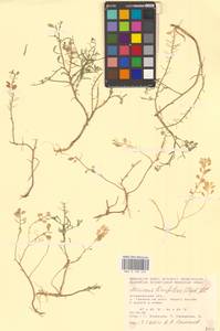 Meniocus linifolius (Stephan ex Willd.) DC., Eastern Europe, Lower Volga region (E9) (Russia)