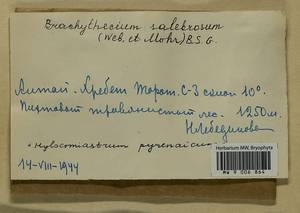 Brachythecium salebrosum (Hoffm. ex F. Weber & D. Mohr) Schimp., Bryophytes, Bryophytes - Western Siberia (including Altai) (B15) (Russia)