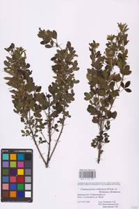 Chamaecytisus ruthenicus (Fisch. ex Woł.) Klásk., Eastern Europe, Western region (E3) (Russia)