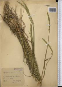 Elymus dentatus (Hook.f.) Tzvelev, Middle Asia, Western Tian Shan & Karatau (M3) (Uzbekistan)