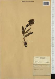 Dactylorhiza sambucina (L.) Soó, Western Europe (EUR) (Slovenia)