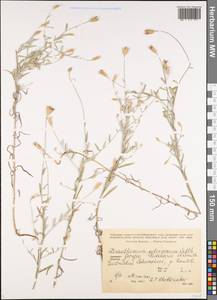 Xeranthemum cylindraceum Sibth. & Sm., Caucasus, Georgia (K4) (Georgia)