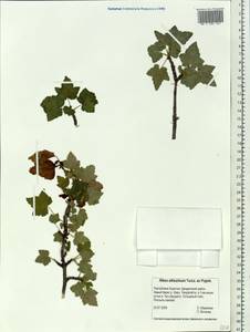 Ribes petraeum Wulfen, Siberia, Baikal & Transbaikal region (S4) (Russia)
