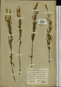 Gentianopsis barbata, South Asia, South Asia (Asia outside ex-Soviet states and Mongolia) (ASIA) (China)