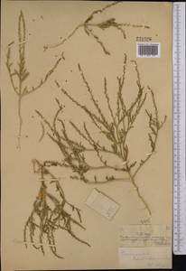 Corispermum lehmannianum Bunge, Middle Asia, Syr-Darian deserts & Kyzylkum (M7) (Kazakhstan)