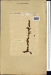 Rhamnus erythroxyloides subsp. erythroxyloides, Caucasus, Georgia (K4) (Georgia)