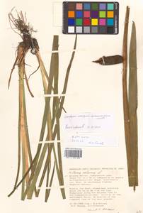 Acorus calamus L., Siberia, Russian Far East (S6) (Russia)