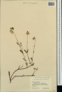 Helianthemum orientale (Grosser) Juz. & Pozdeeva, Crimea (KRYM) (Russia)