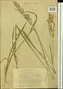 Arctagrostis arundinacea (Trin.) Beal, Siberia, Baikal & Transbaikal region (S4) (Russia)