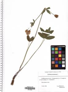 Trifolium montanum L., Eastern Europe, Middle Volga region (E8) (Russia)