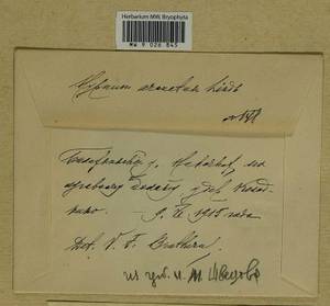 Calliergonella lindbergii (Mitt.) Hedenäs, Bryophytes, Bryophytes - Middle Russia (B6) (Russia)