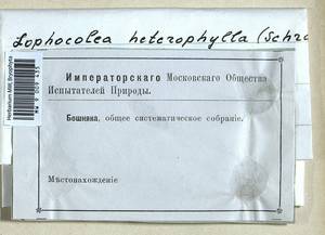 Lophocolea heterophylla (Schrad.) Dumort., Bryophytes, Bryophytes - Central forest-and-steppe region (B10) (Russia)