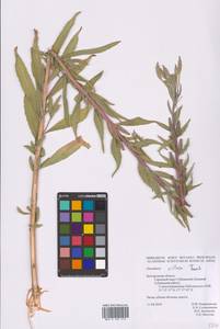 Oenothera villosa Thunb., Eastern Europe, Central forest-and-steppe region (E6) (Russia)